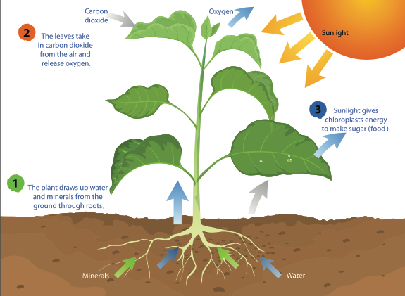 Photosynthesis diagram