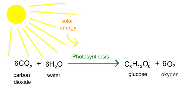 Photosynthesis equation