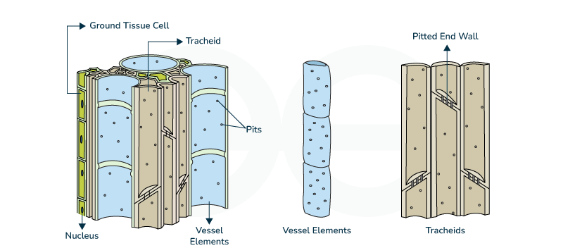 Xylem structure